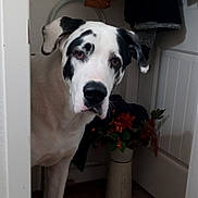 Samson joined the competition — help win amazing prizes! dog, black_and_white, indoor, doorway, curious, pet, animal, flower_vase, flowers, coat, clothing, floor, wall, door, head_tilt, looking, household, domestic, mammal, portrait