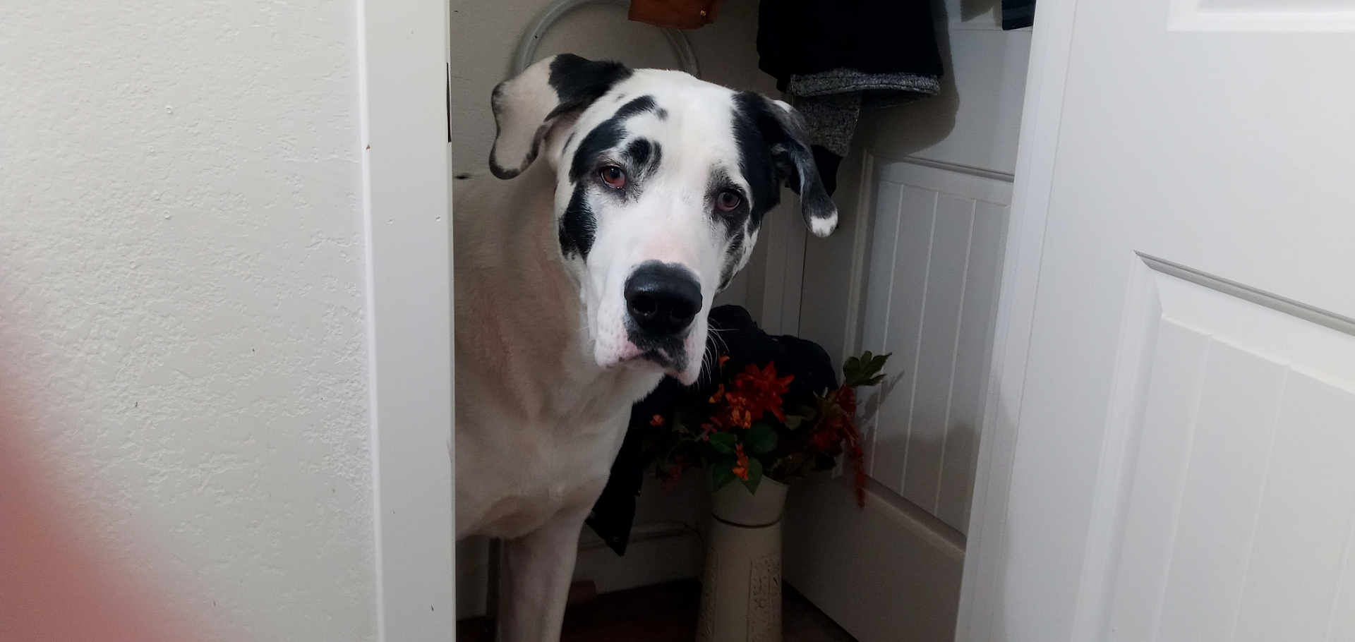 Samson joined the competition — help win amazing prizes! dog, black_and_white, indoor, doorway, curious, pet, animal, flower_vase, flowers, coat, clothing, floor, wall, door, head_tilt, looking, household, domestic, mammal, portrait