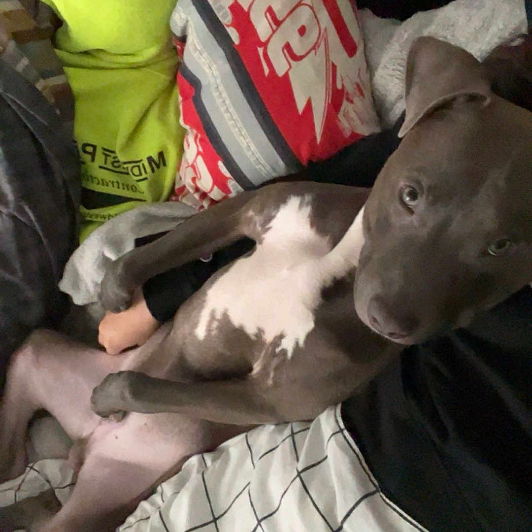 Diesel joined the competition — help win amazing prizes! animal, bed, blanket, canine, comfort, cozy, dog, domestic, fabric, fur, gray, indoor, looking, pattern, pet, pillow, relaxed, resting, sleeping_area, white