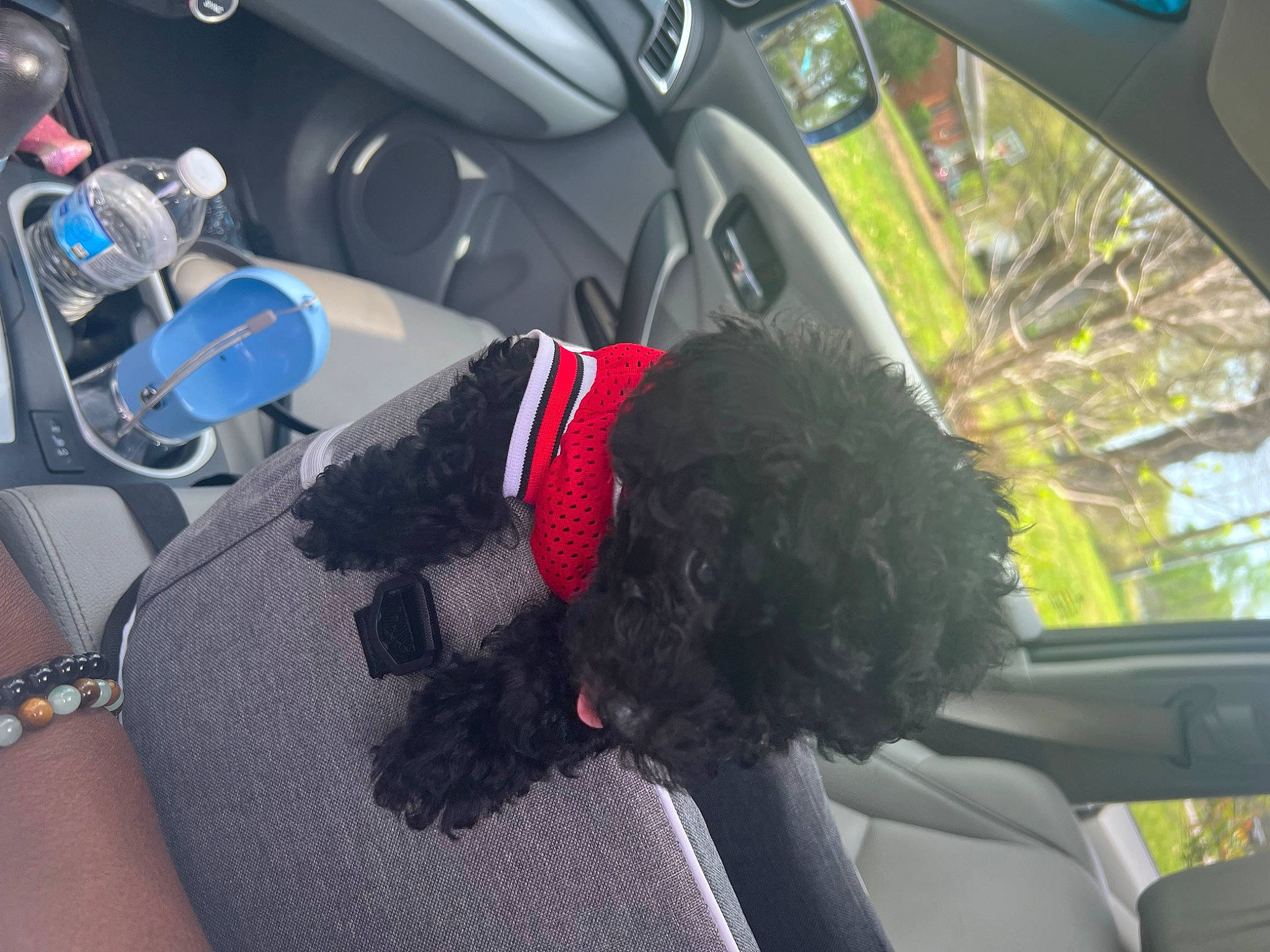 Teddy joined the competition — help win amazing prizes! auto_part, automotive_design, automotive_exterior, automotive_mirror, car, car_seat, car_seat_cover, carnivore, dog, dog_breed, head_restraint, mode_of_transport, motor_vehicle, personal_luxury_car, plant, seat_belt, steering_part, steering_wheel, vehicle, vehicle_door