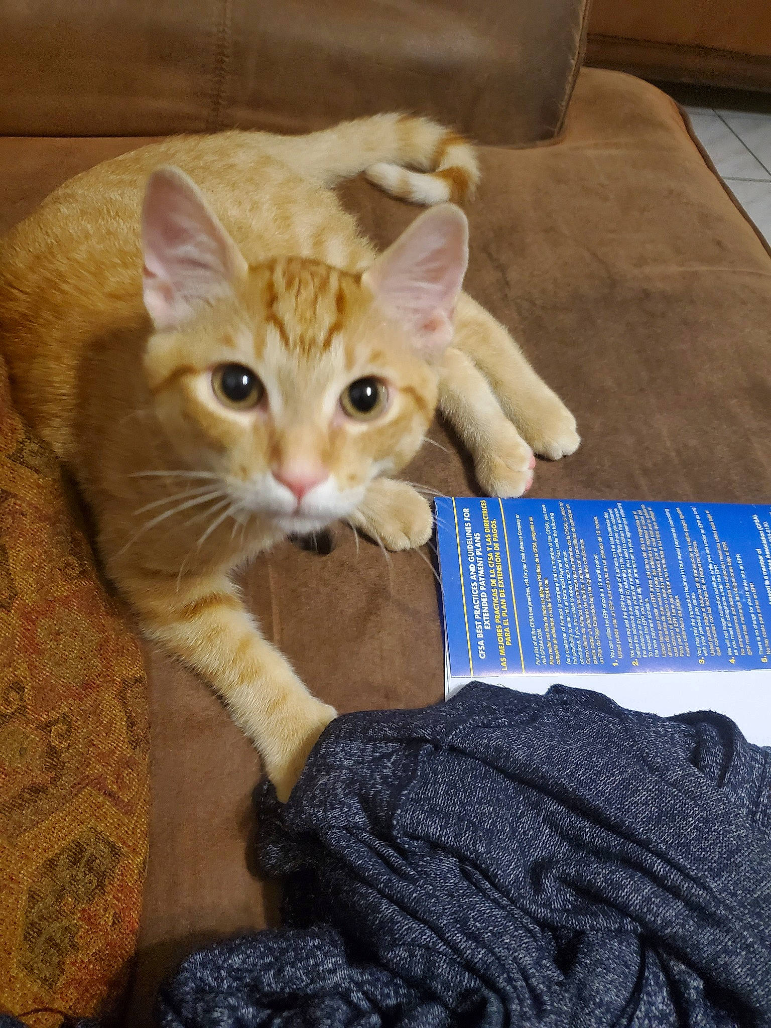 Garfield Angel is registered to the contest to win money with this photo: aegean_cat, arabian_mau, asian, australian_mist, carnivore, cat, claw, domestic_short_haired_cat, european_shorthair, fawn, felidae, fur, german_rex, kitten, mammal, paw, polydactyl_cat, small_to_medium_sized_cats, tabby_cat, whiskers