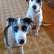 Akaylia And Apollo is registered to the contest to win money with this photo: dog, animal, pet, indoor, carpet, floor, wooden_floor, black_and_white, fur, ears, eyes, sitting, two_dogs, curious, looking_up, collar, domestic, companions, home, friendly