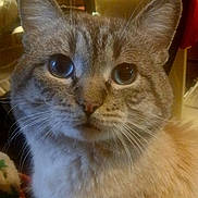 L'Il Pooters joined the competition — help win amazing prizes! cat, close_up, blue_eyes, whiskers, feline, indoor, pet, animal, curious, fur, ears, face, portrait, domestic, mammal, soft_light, household, cozy, tabby, looking