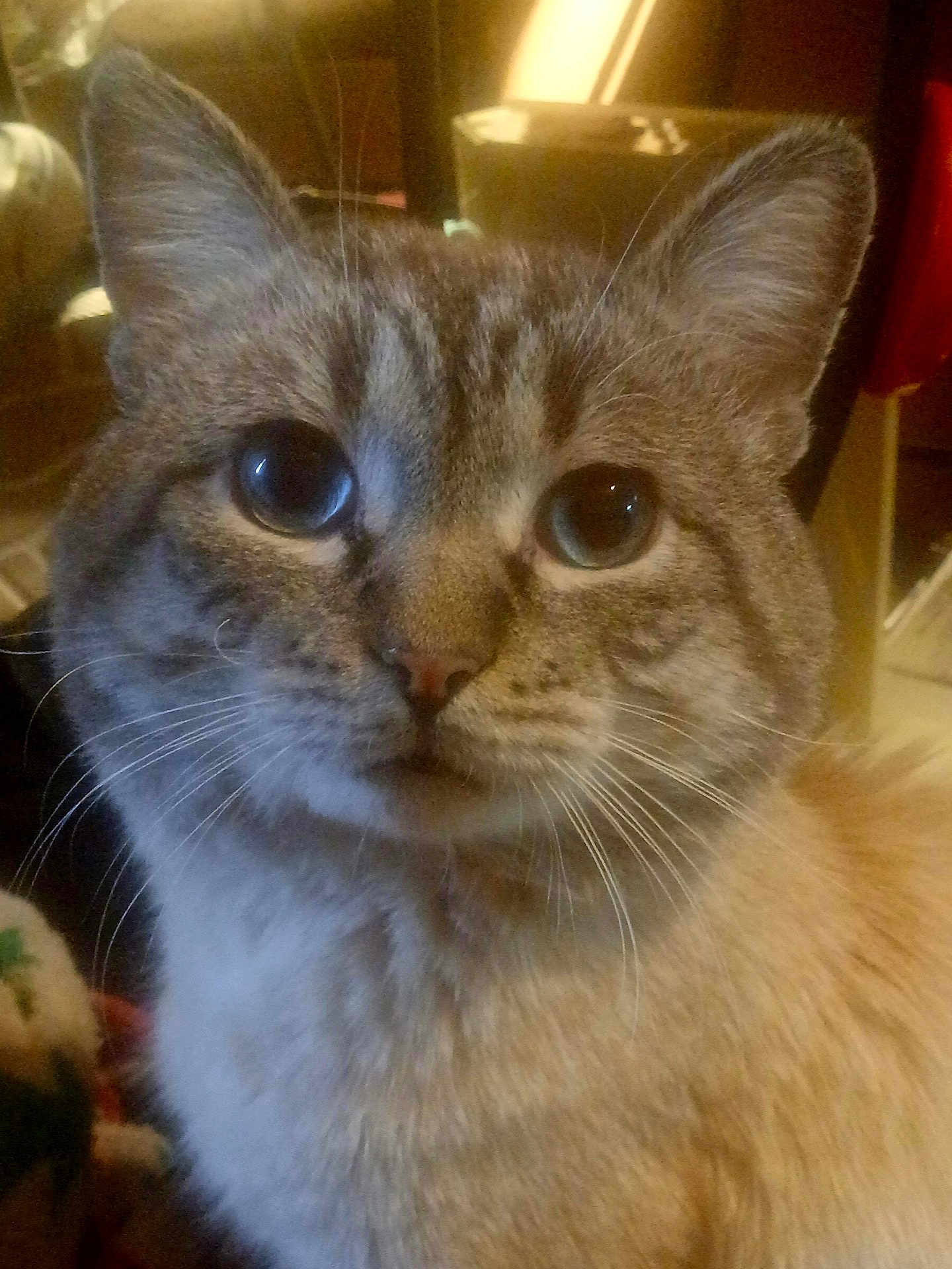 L'Il Pooters joined the competition — help win amazing prizes! cat, close_up, blue_eyes, whiskers, feline, indoor, pet, animal, curious, fur, ears, face, portrait, domestic, mammal, soft_light, household, cozy, tabby, looking