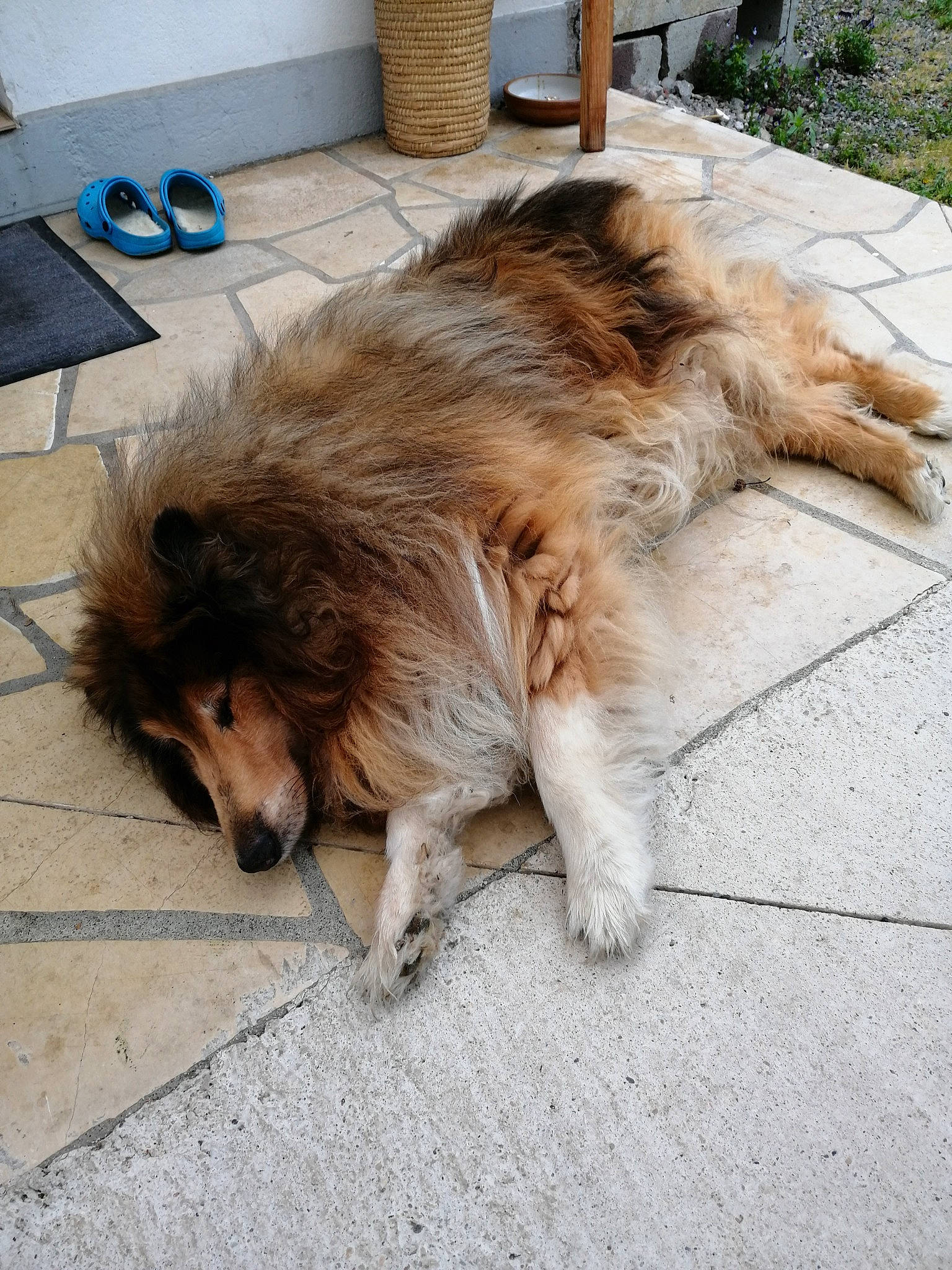 Flag a rejoint le concours — aidez-le/la à gagner de superbes lots ! canidae, carnivore, companion_dog, dog, dog_breed, fawn, felidae, flooring, fur, herding_dog, liver, paw, plant, sitting, snout, sporting_group, street_dog, tail, whiskers, working_dog