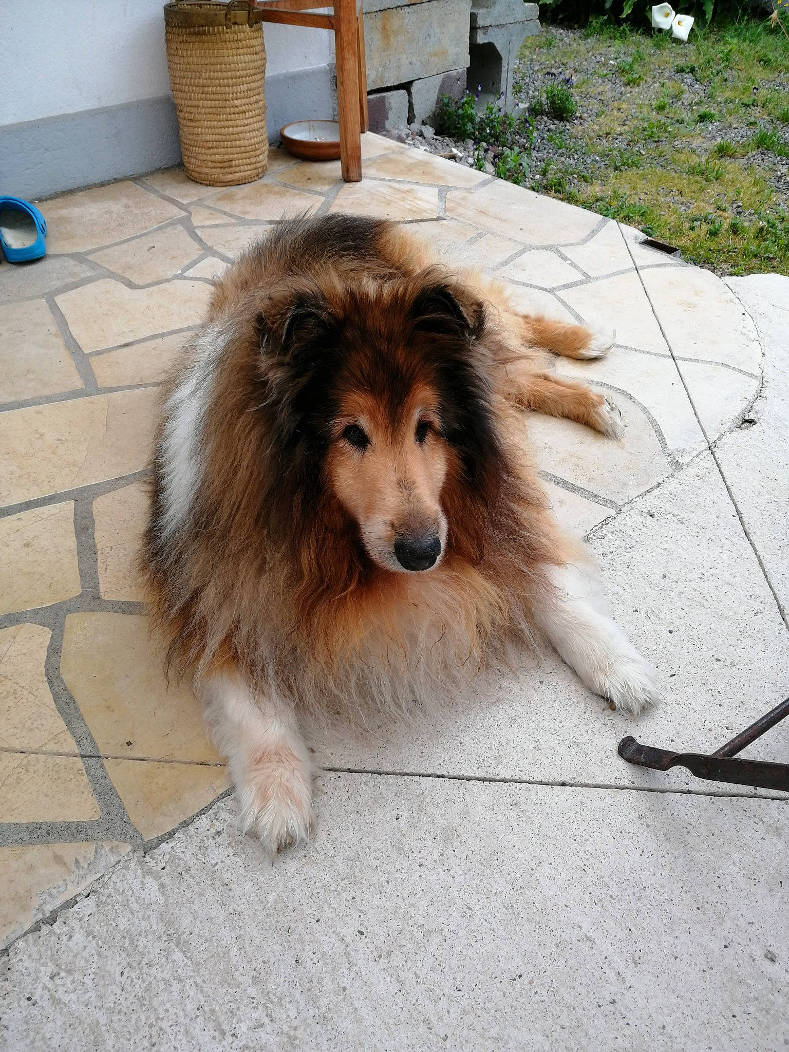 Flag a rejoint le concours — aidez-le/la à gagner de superbes lots ! canidae, carnivore, companion_dog, dog, dog_breed, fawn, flooring, flowerpot, fur, herding_dog, liver, plant, rough_collie, scotch_collie, sidewalk, snout, sporting_group, terrestrial_animal, whiskers, working_dog