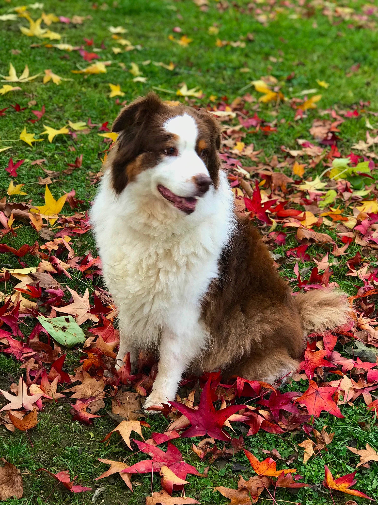 Finka participe au concours pour gagner de l'argent avec cette photo : annual_plant, autumn, border_collie, carmine, carnivore, companion_dog, deciduous, dog, dog_breed, grass, groundcover, herbaceous_plant, herding_dog, leaf, people_in_nature, plant, red, sporting_group, tree, working_dog