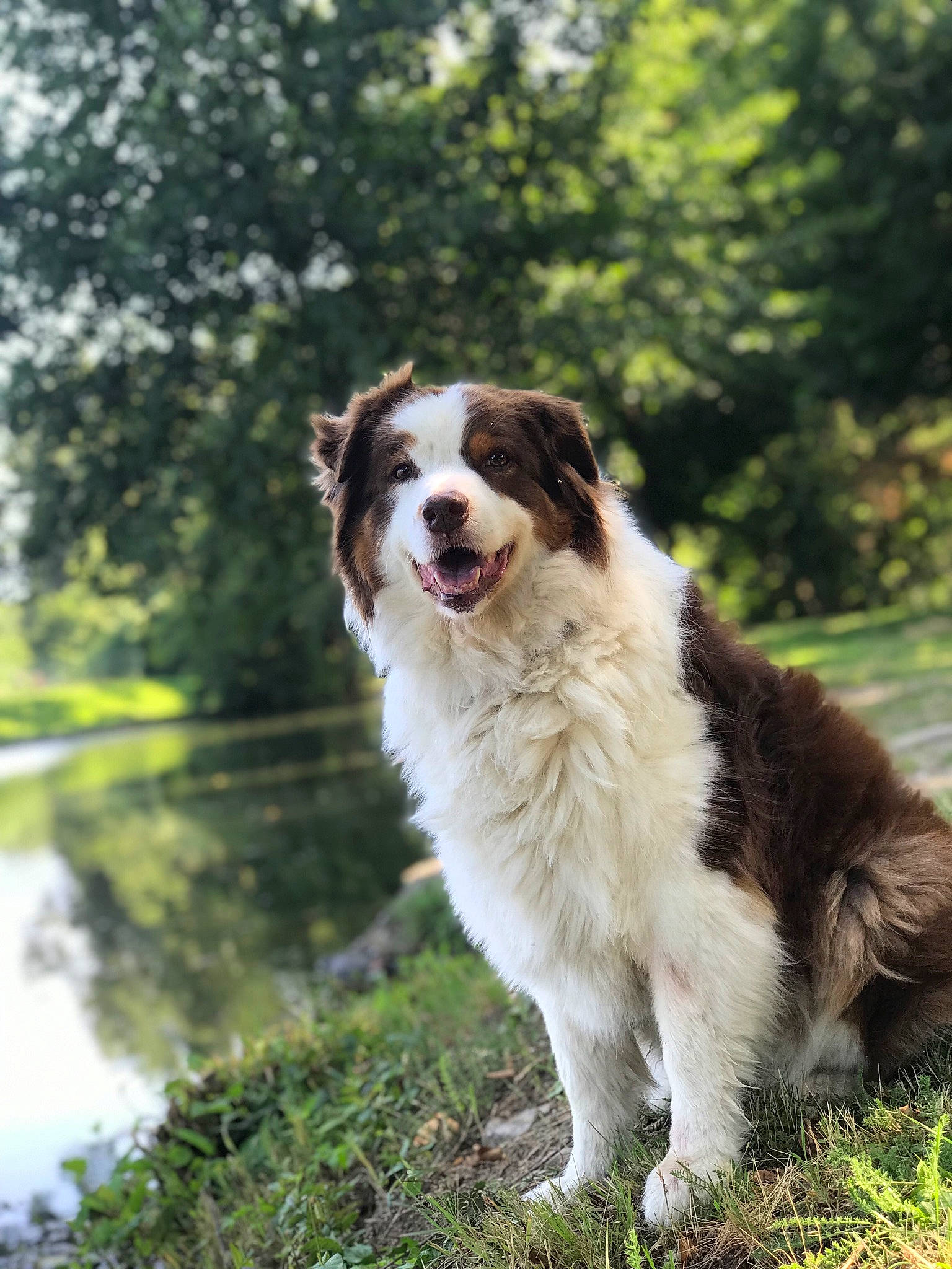 Finka a rejoint le concours — aidez-le/la à gagner de superbes lots ! australian_collie, border_collie, canidae, carnivore, companion_dog, dog, dog_breed, fur, grass, gun_dog, herding_dog, plant, snout, sporting_group, tail, terrestrial_animal, tree, water, wildlife, working_dog