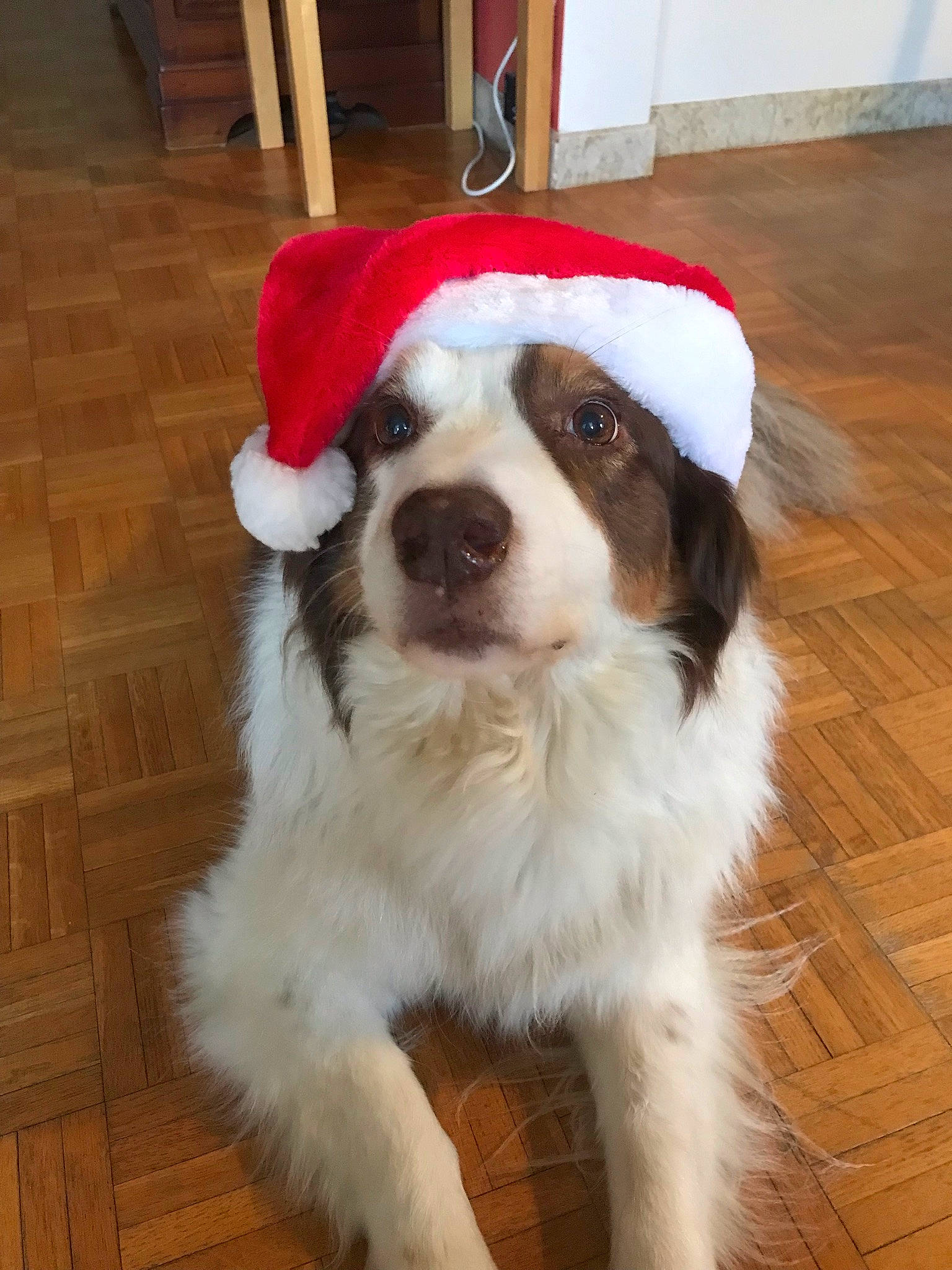 Finka participe au concours pour gagner de l'argent avec cette photo : cap, carnivore, chair, collar, companion_dog, dog, dog_breed, dog_collar, event, fawn, floor, flooring, fur, hardwood, moscow_watchdog, snout, toy_dog, wood, wood_stain, working_animal