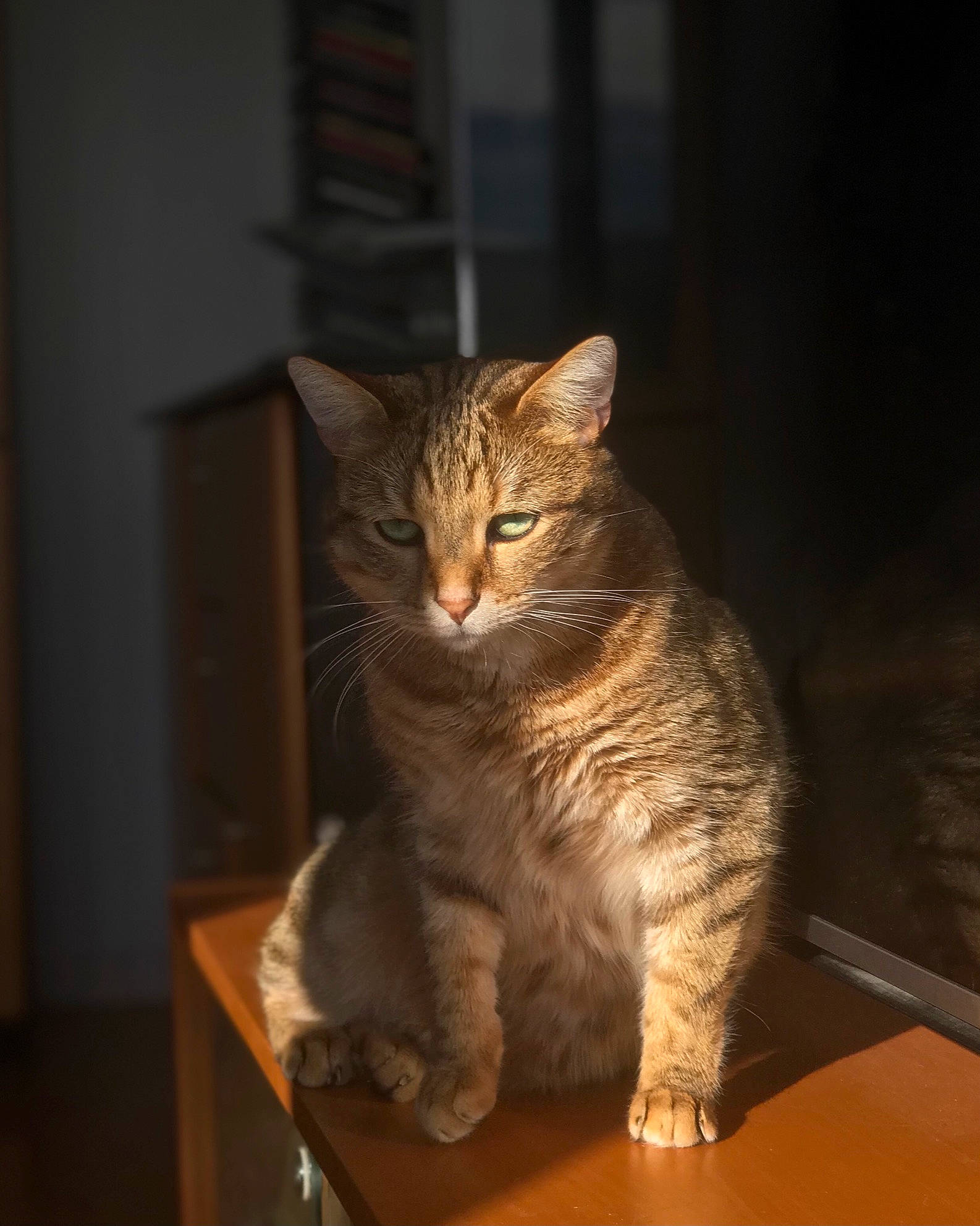 Kiki participe au concours pour gagner de l'argent avec cette photo : carnivore, cat, claw, darkness, desk, domestic_short_haired_cat, felidae, fur, hardwood, paw, sitting, small_to_medium_sized_cats, snout, table, tail, terrestrial_animal, whiskers, window, wood