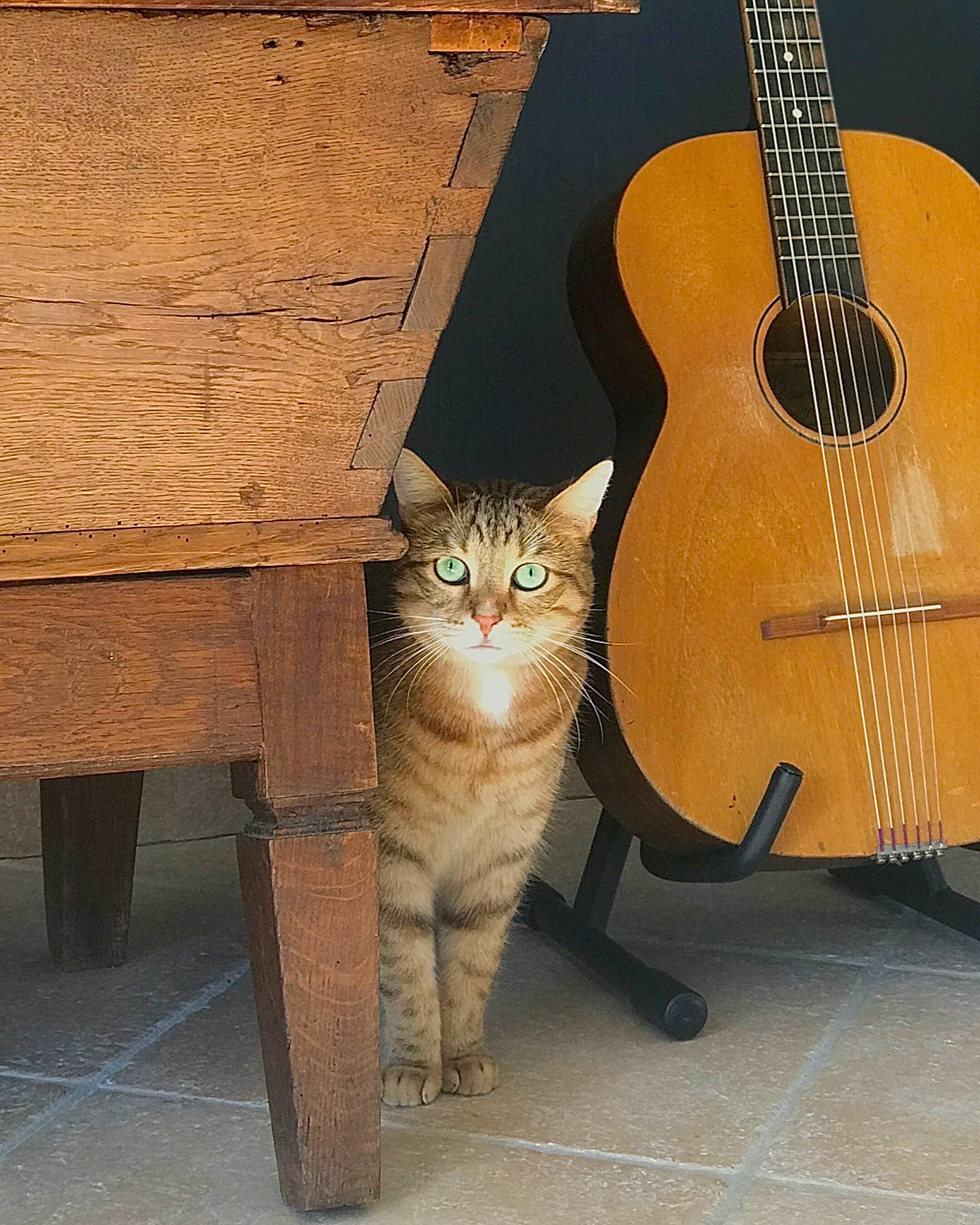 Kiki participe au concours pour gagner de l'argent avec cette photo : art, carnivore, cat, fawn, felidae, folk_instrument, guitar, guitar_accessory, musical_instrument, musical_instrument_accessory, plant, plucked_string_instruments, small_to_medium_sized_cats, snout, string_instrument, string_instrument_accessory, tail, whiskers, window, wood