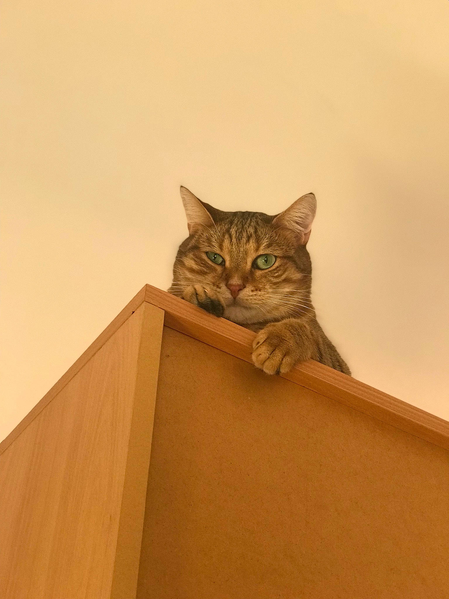 Kiki a rejoint le concours — aidez-le/la à gagner de superbes lots ! art, brown, cardboard, carnivore, cat, domestic_short_haired_cat, fawn, felidae, hardwood, plywood, room, sculpture, small_to_medium_sized_cats, snout, tail, terrestrial_animal, whiskers, wildlife, window, wood