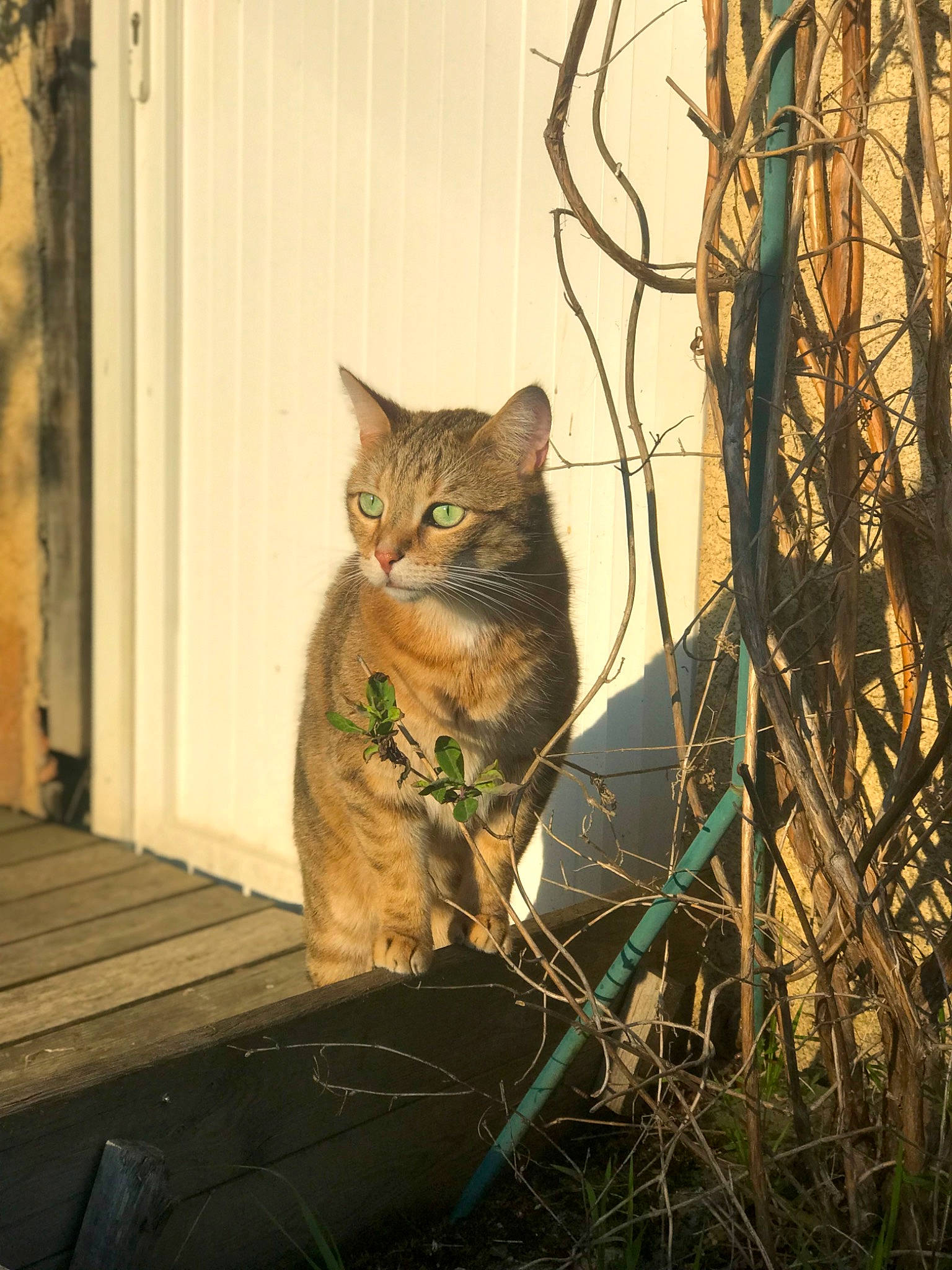 Kiki participe au concours pour gagner de l'argent avec cette photo : branch, carnivore, cat, door, fawn, felidae, fur, grass, plant, small_to_medium_sized_cats, snout, tail, terrestrial_animal, tints_and_shades, tree, trunk, twig, whiskers, window, wood