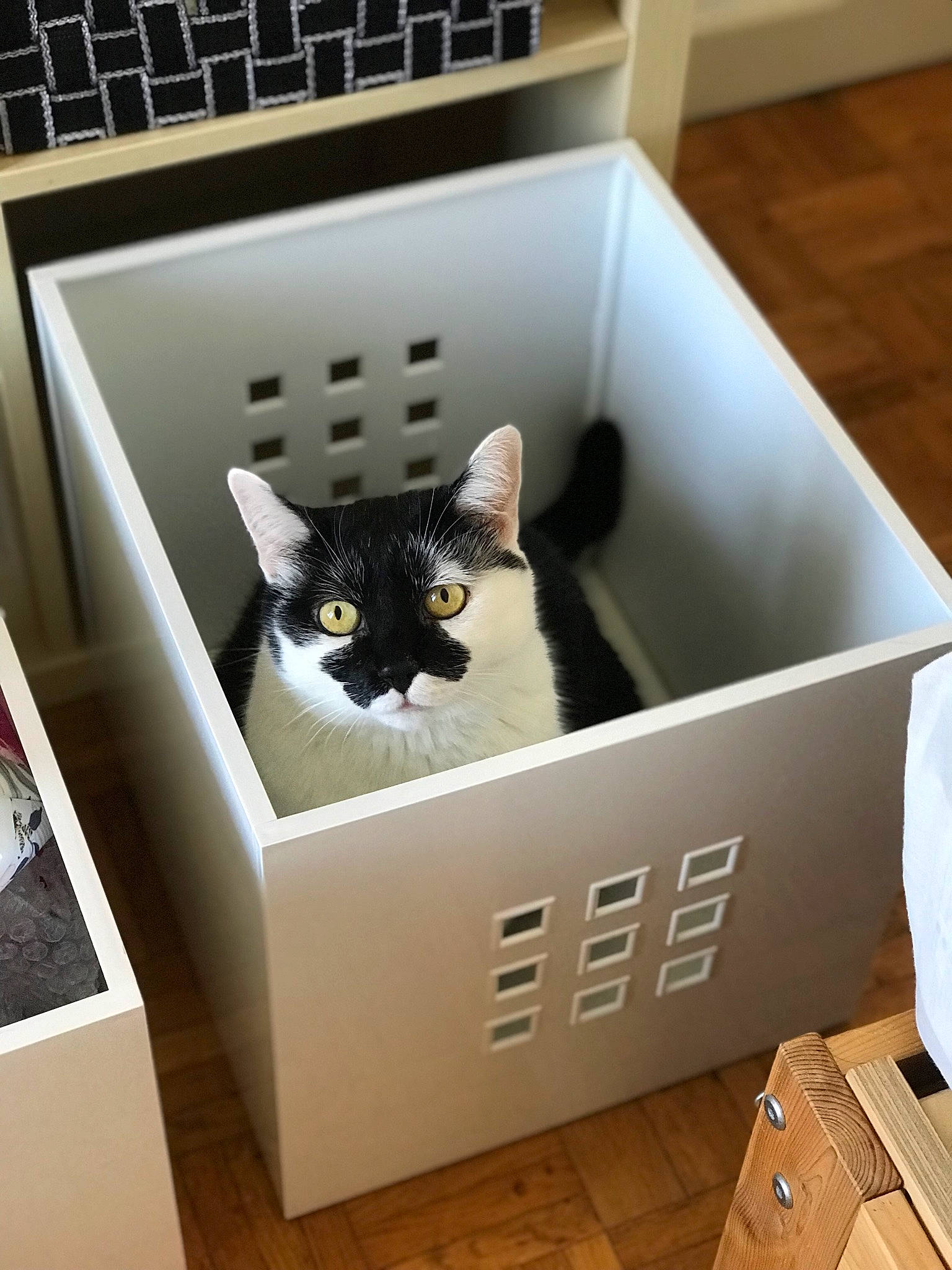 Igloo a rejoint le concours — aidez-le/la à gagner de superbes lots ! audio_equipment, box, cardboard, carnivore, carton, cat, domestic_short_haired_cat, electronic_device, felidae, flooring, grey, hardwood, packaging_and_labeling, packing_materials, rectangle, shelf, shipping_box, small_to_medium_sized_cats, whiskers, wood