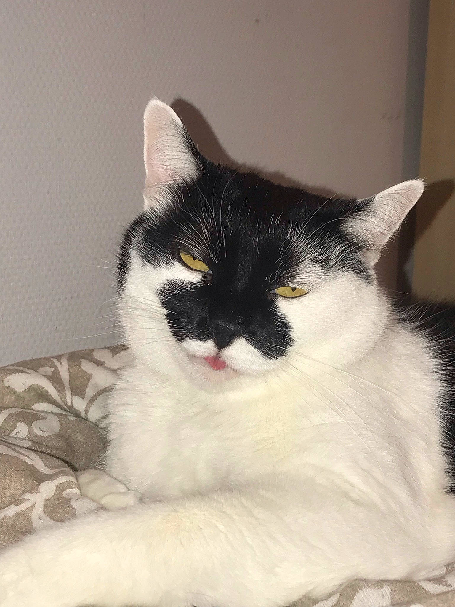 Igloo participe au concours pour gagner de l'argent avec cette photo : carnivore, cat, comfort, domestic_short_haired_cat, eye, felidae, fur, hair, head, human_body, iris, jaw, monochrome_photography, paw, sitting, small_to_medium_sized_cats, snout, tail, terrestrial_animal, whiskers