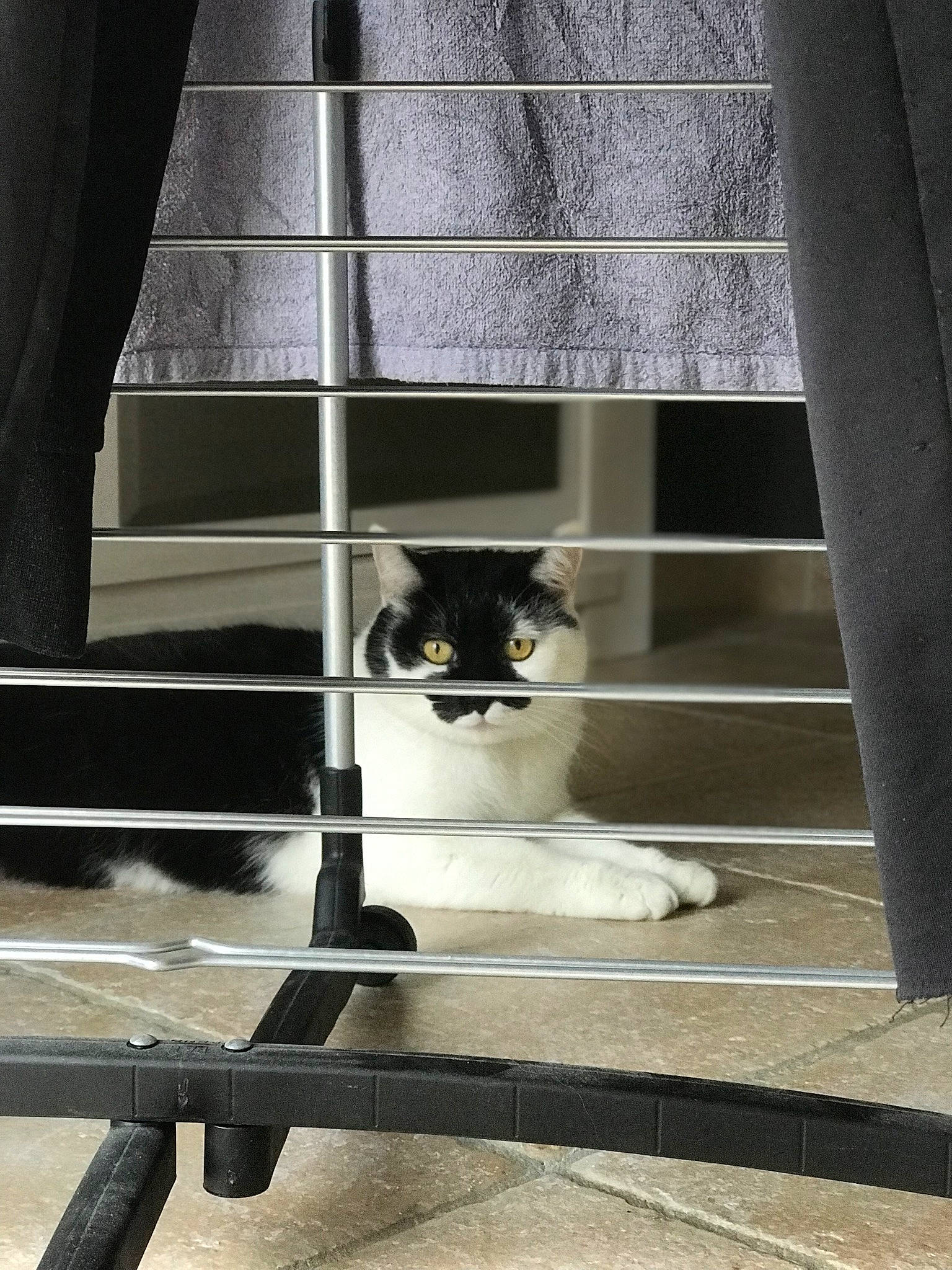 Igloo a rejoint le concours — aidez-le/la à gagner de superbes lots ! carnivore, cat, domestic_short_haired_cat, felidae, flooring, glass, grey, metal, monochrome, monochrome_photography, rectangle, shade, shadow, small_to_medium_sized_cats, snout, stairs, tail, tints_and_shades, whiskers, wood