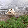 dog, golden_retriever, lake, water, swimming, wet, wet_fur, outdoors, nature, shoreline, grass, leaves, trees, ripples, splashing, retriever, canine, portrait, daylight, lakeside