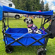 Raelyn is registered to the contest to win money with this photo: blue_wagon, camping, canine, clouds, dalmatian, daytime, dog, event, grass, leash, nature, outdoor, park, people, pet, purple_harness, sky, tent, trees, vehicle