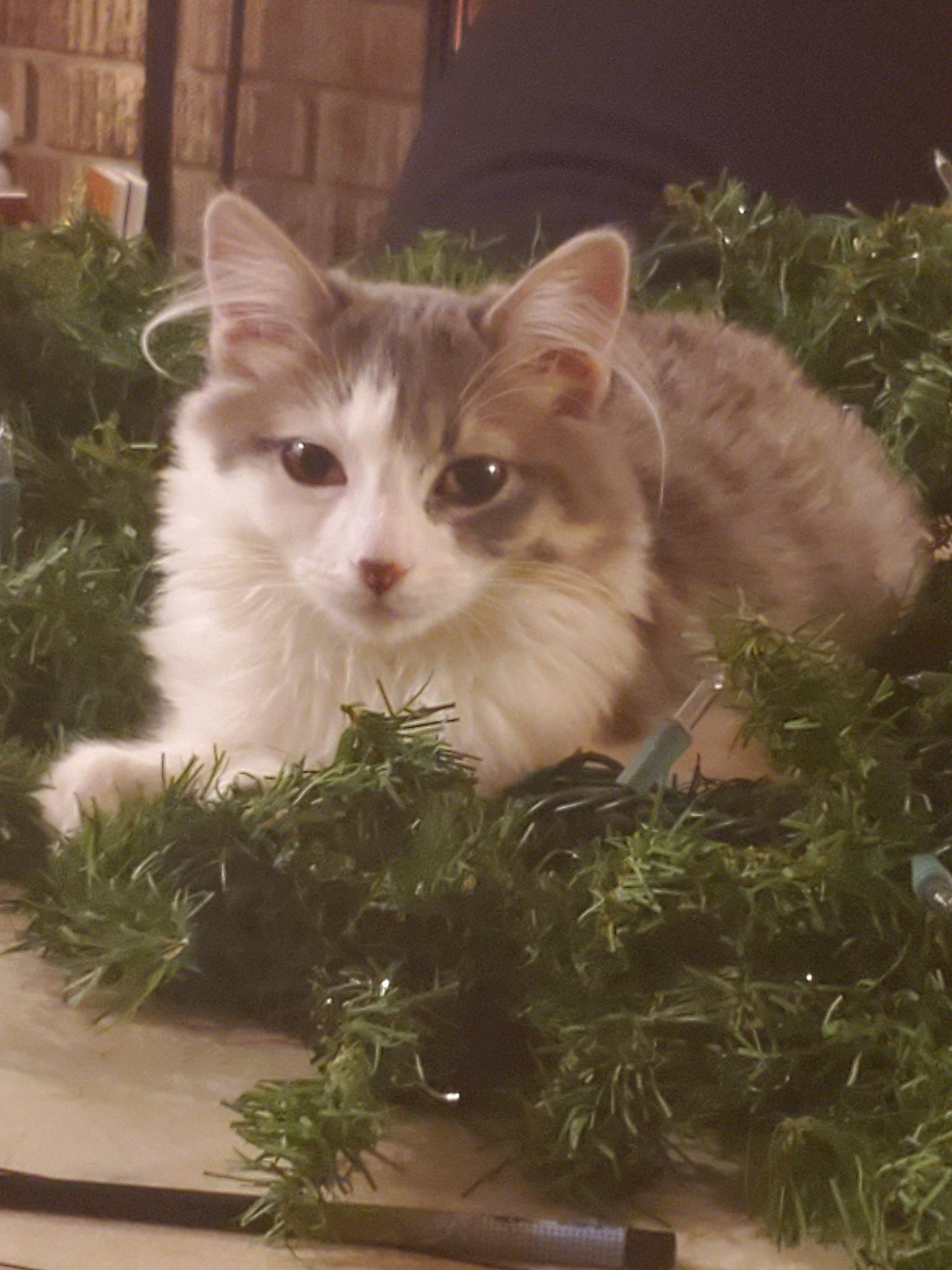 Annie joined the competition — help win amazing prizes! american_curl, british_semi_longhair, carnivore, cat, domestic_long_haired_cat, domestic_short_haired_cat, european_shorthair, eye, felidae, grass, kitten, mammal, norwegian_forest_cat, plant, ragamuffin, ragdoll, siberian, small_to_medium_sized_cats, tree, whiskers