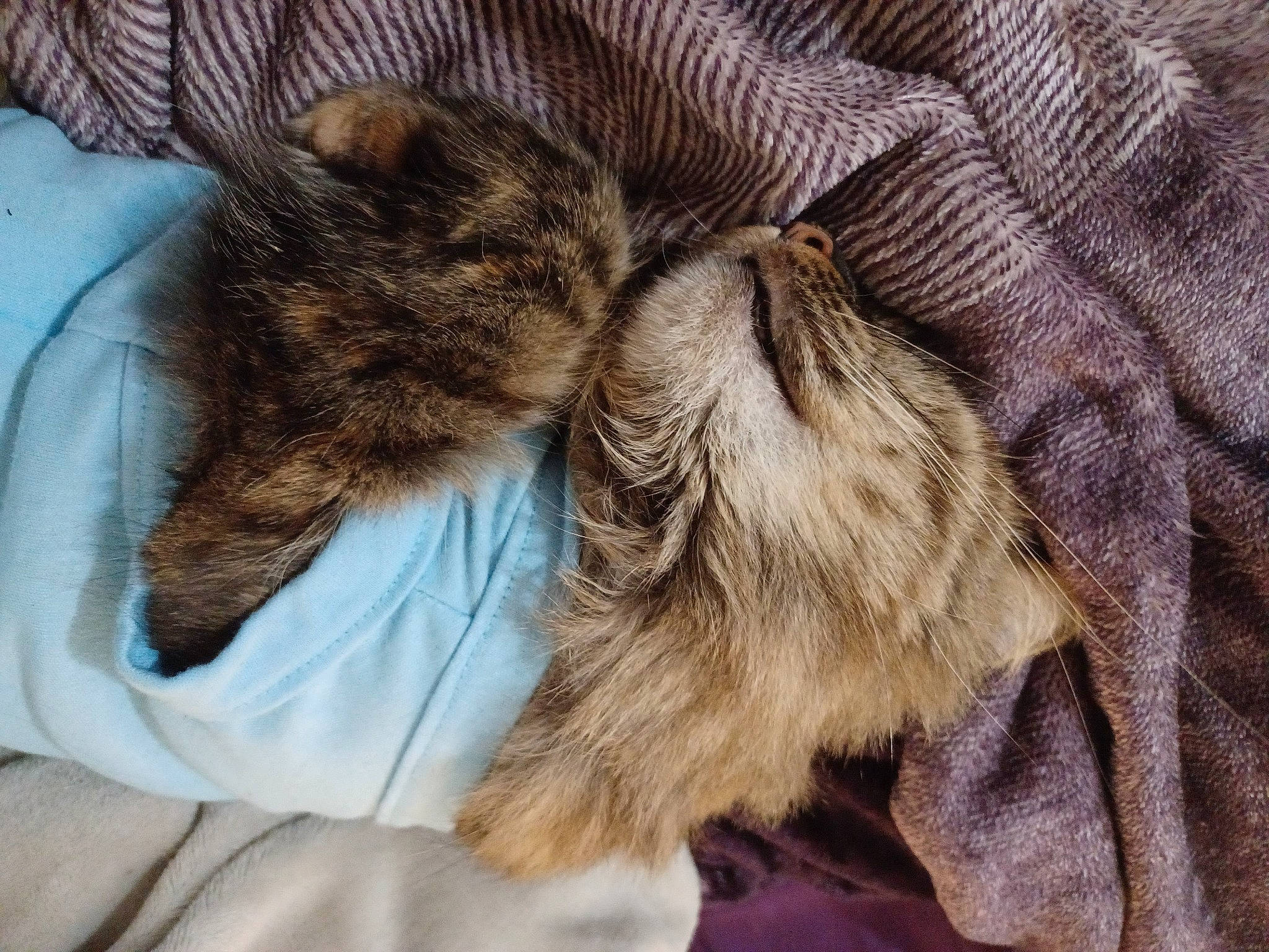 Princess Hope joined the competition — help win amazing prizes! carnivore, cat, claw, comfort, domestic_short_haired_cat, fawn, felidae, fur, linens, nap, paw, sleep, small_to_medium_sized_cats, snout, tail, terrestrial_animal, whiskers