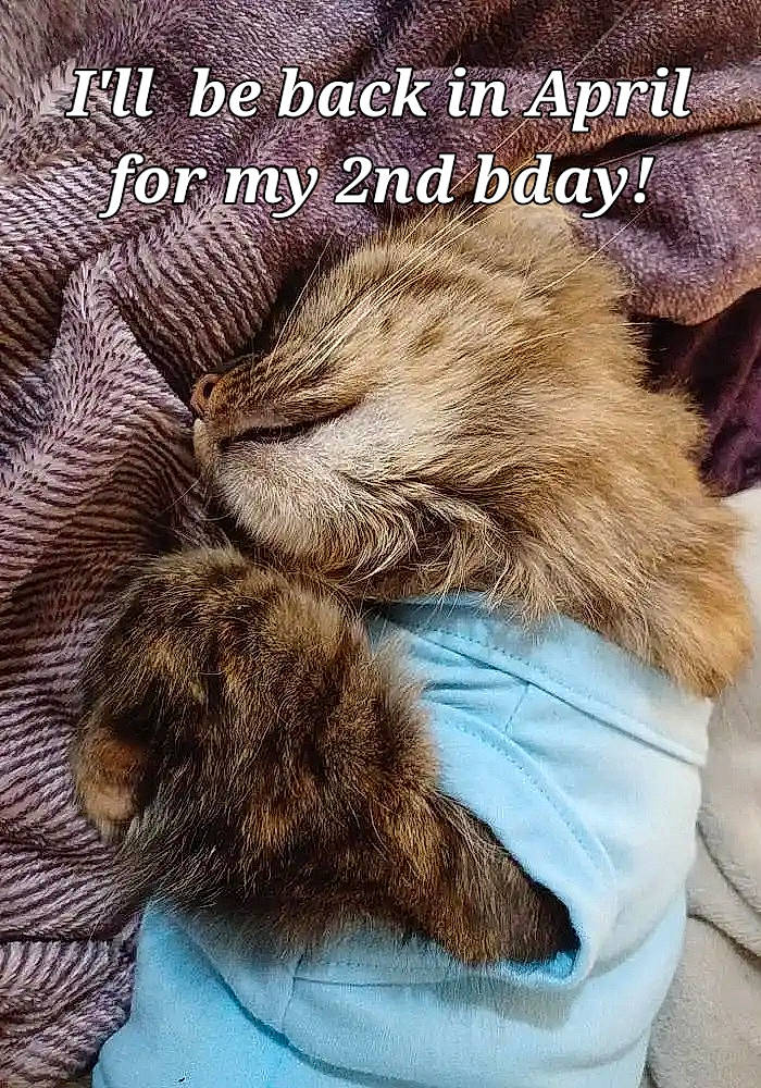 Princess Hope is registered to the contest to win money with this photo: carnivore, cat, claw, comfort, companion_dog, dog_breed, fawn, felidae, font, fur, gesture, liver, nap, paw, photo_caption, small_to_medium_sized_cats, snout, tail, terrestrial_animal, whiskers