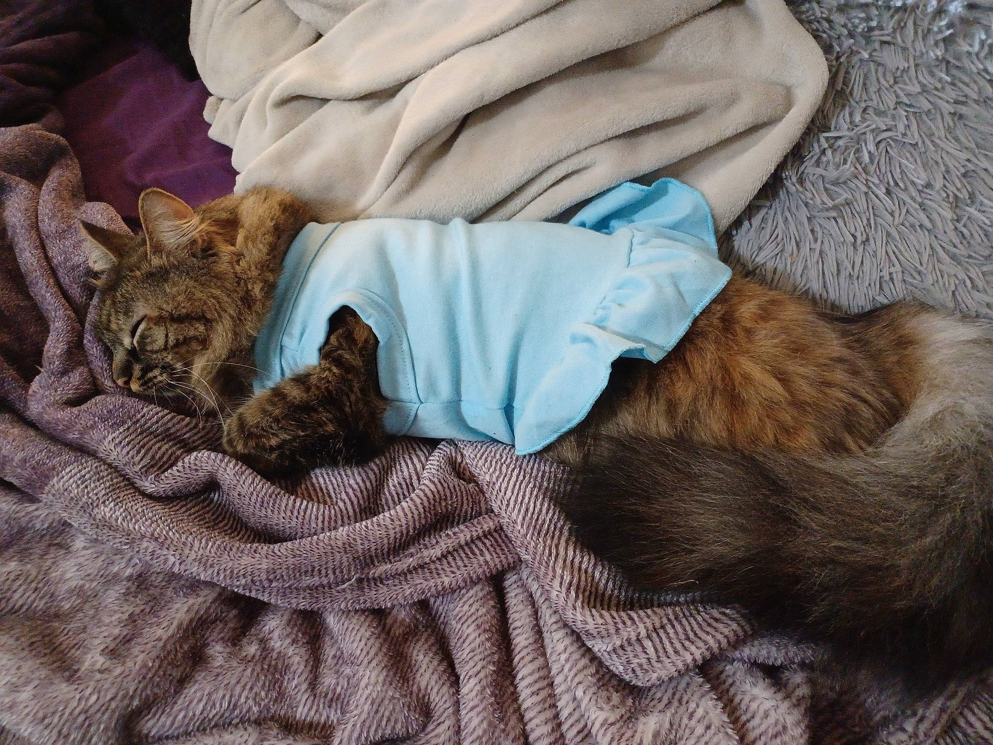 Princess Hope is registered to the contest to win money with this photo: bedding, canidae, carnivore, cat, claw, comfort, companion_dog, domestic_short_haired_cat, fawn, felidae, fur, human_leg, linens, liver, nap, pattern, sleep, small_to_medium_sized_cats, tail, whiskers