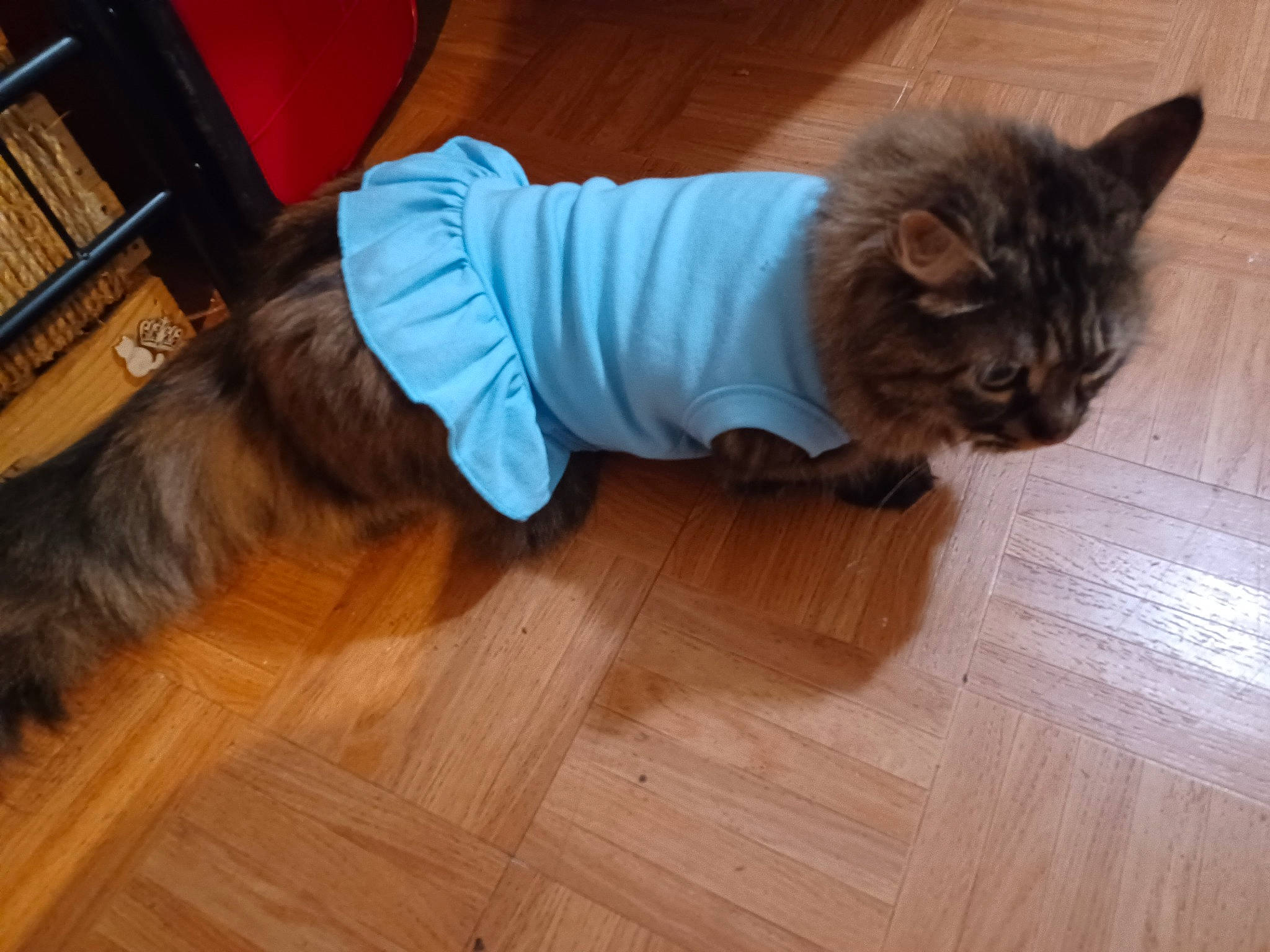 Princess Hope joined the competition — help win amazing prizes! bookcase, carnivore, cat, comfort, companion_dog, dog_breed, fawn, felidae, floor, flooring, fur, hardwood, laminate_flooring, plank, tail, varnish, whiskers, wood, wood_flooring, wood_stain