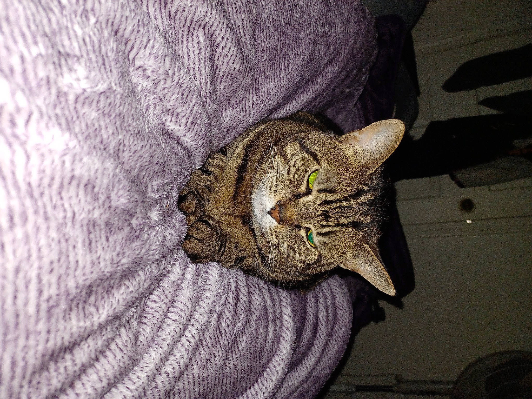 Tiffany joined the competition — help win amazing prizes! carnivore, cat, comfort, domestic_short_haired_cat, door, felidae, fur, grey, pattern, small_to_medium_sized_cats, snout, tail, terrestrial_animal, whiskers, window, wood