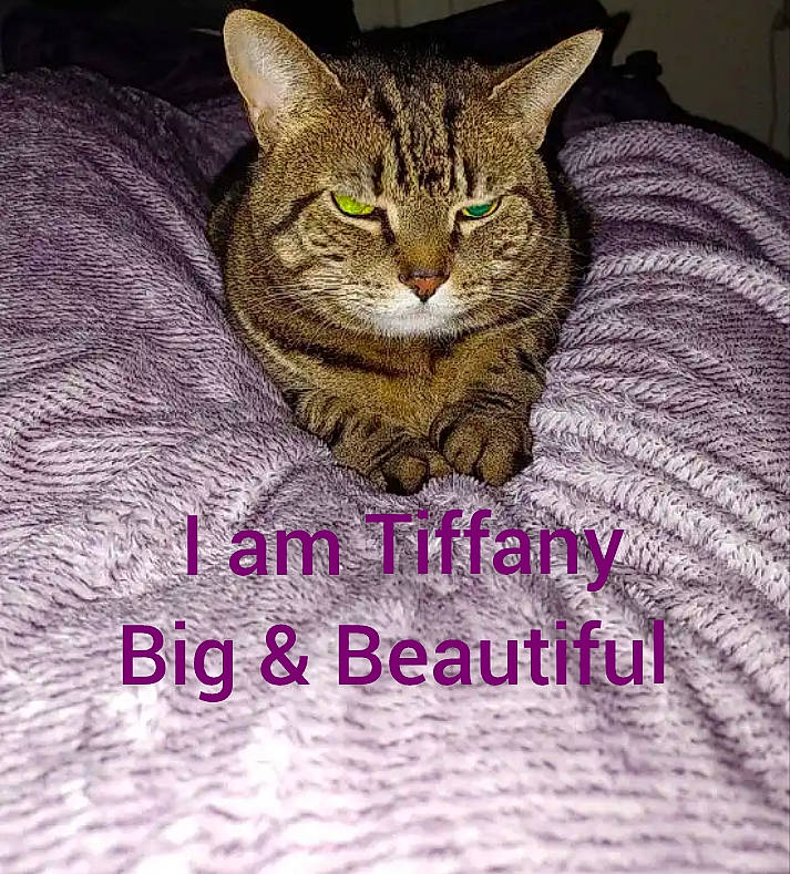 Tiffany is registered to the contest to win money with this photo: carnivore, cat, claw, domestic_short_haired_cat, felidae, font, fur, grass, happy, magenta, paw, photo_caption, plant, small_to_medium_sized_cats, snout, terrestrial_animal, whiskers, wildlife