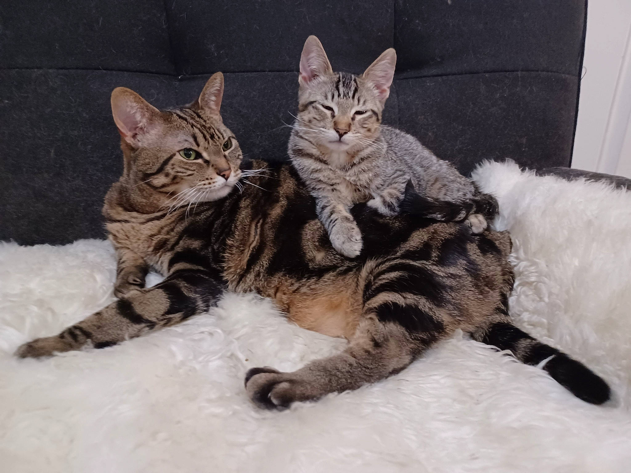 Tiffany joined the competition — help win amazing prizes! bed, carnivore, cat, cat_bed, claw, comfort, couch, domestic_short_haired_cat, felidae, fur, nap, paw, sitting, small_to_medium_sized_cats, snout, snow, tail, terrestrial_animal, whiskers, wildlife