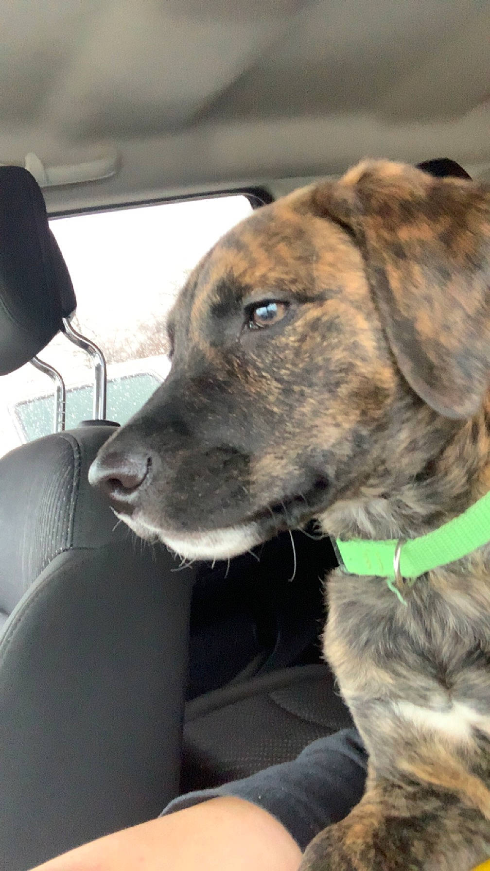 Eros joined the competition — help win amazing prizes! car, carnivore, collar, companion_dog, dog, dog_breed, dog_collar, fawn, fur, giant_dog_breed, guard_dog, head_restraint, leash, snout, vehicle, vehicle_door, whiskers, window, windshield, working_animal