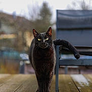 Titus a rejoint le concours — aidez-le/la à gagner de superbes lots ! black_cat, cat, pet, animal, wooden_deck, outdoor, chair, blue_chair, feline, green_eyes, walking, daylight, shiny_fur, portrait, nature, domestic_cat, alone, curious, focused, relaxed