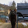 black_cat, cat, pet, animal, wooden_deck, outdoor, chair, blue_chair, feline, green_eyes, walking, daylight, shiny_fur, portrait, nature, domestic_cat, alone, curious, focused, relaxed