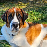 Ollie joined the competition — help win amazing prizes! dog, saint_bernard, lying_down, grass, outdoor, sunlight, pet, canine, fur, mammal, animal, nature, relaxing, large_dog, portrait, daylight, close_up, friendly, companion, domestic_animal