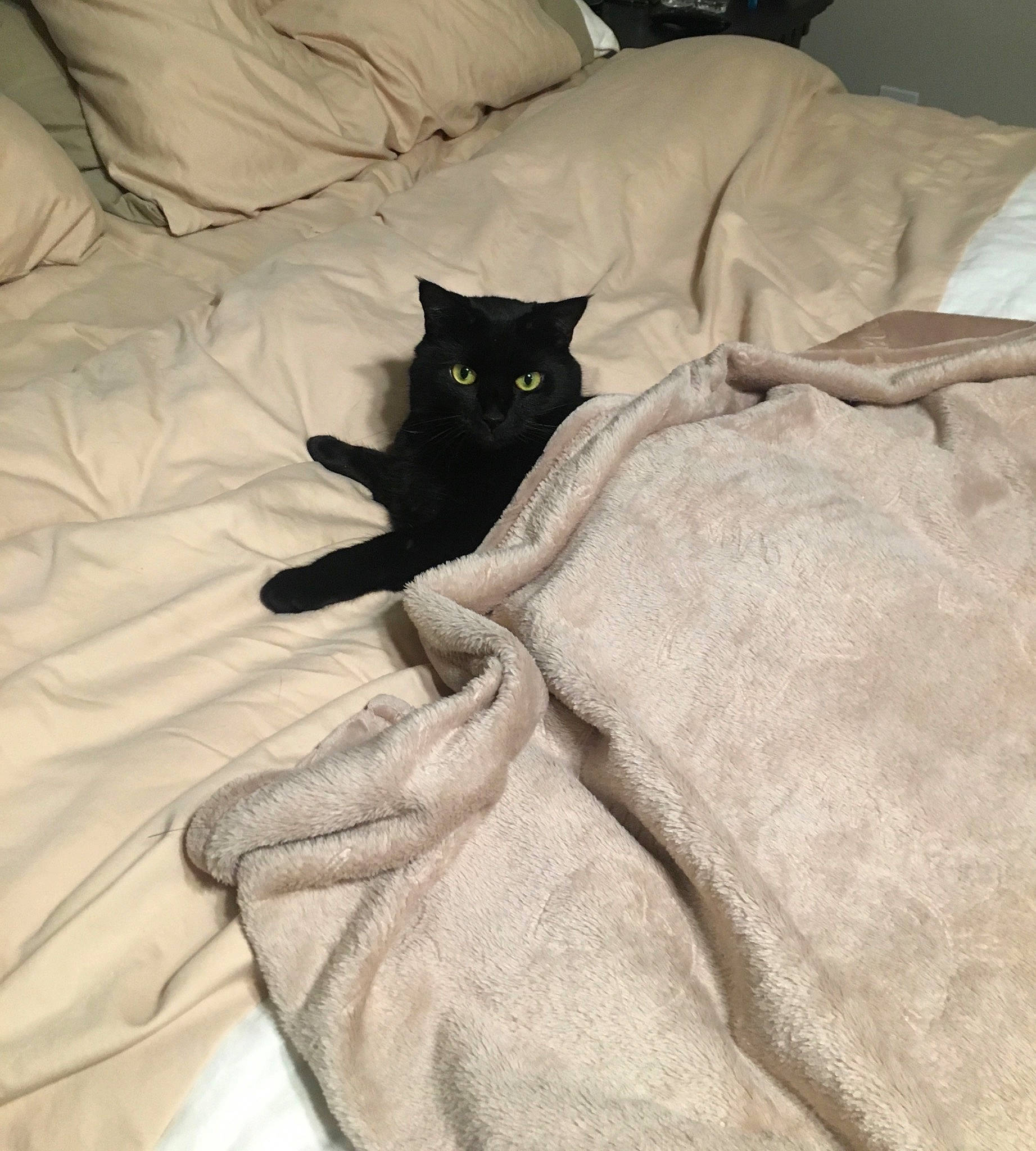 Honey Bear joined the competition — help win amazing prizes! bed, bedding, black_cat, brown, carnivore, cat, comfort, domestic_short_haired_cat, duvet, felidae, fur, grey, linens, pattern, room, sleeve, small_to_medium_sized_cats, tail, textile, whiskers