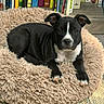 puppy, dog, black_and_white, dog_bed, fluffy, indoor, floor, bookshelf, books, wooden_floor, curious, pet, young_dog, resting, cozy, fur, animal, cute, relaxed, home