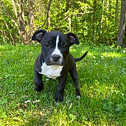 Toby Mac is registered to the contest to win money with this photo: animal, black_and_white, curious, cute, dog, ears, forest, grass, greenery, nature, outdoor, pet, plants, playful, puppy, small_dog, sunlight, tail, walking, young_dog