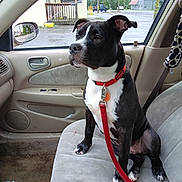 Toby Mac is registered to the contest to win money with this photo: dog, black_and_white, red_collar, red_leash, car_interior, passenger_seat, beige_seat, window, parking_lot, rain, side_mirror, buildings, seatbelt, bottle, plastic_bag, floor, leash_clip, dog_sitting, pet, car_door