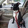 dog, black_and_white, red_collar, red_leash, car_interior, passenger_seat, beige_seat, window, parking_lot, rain, side_mirror, buildings, seatbelt, bottle, plastic_bag, floor, leash_clip, dog_sitting, pet, car_door