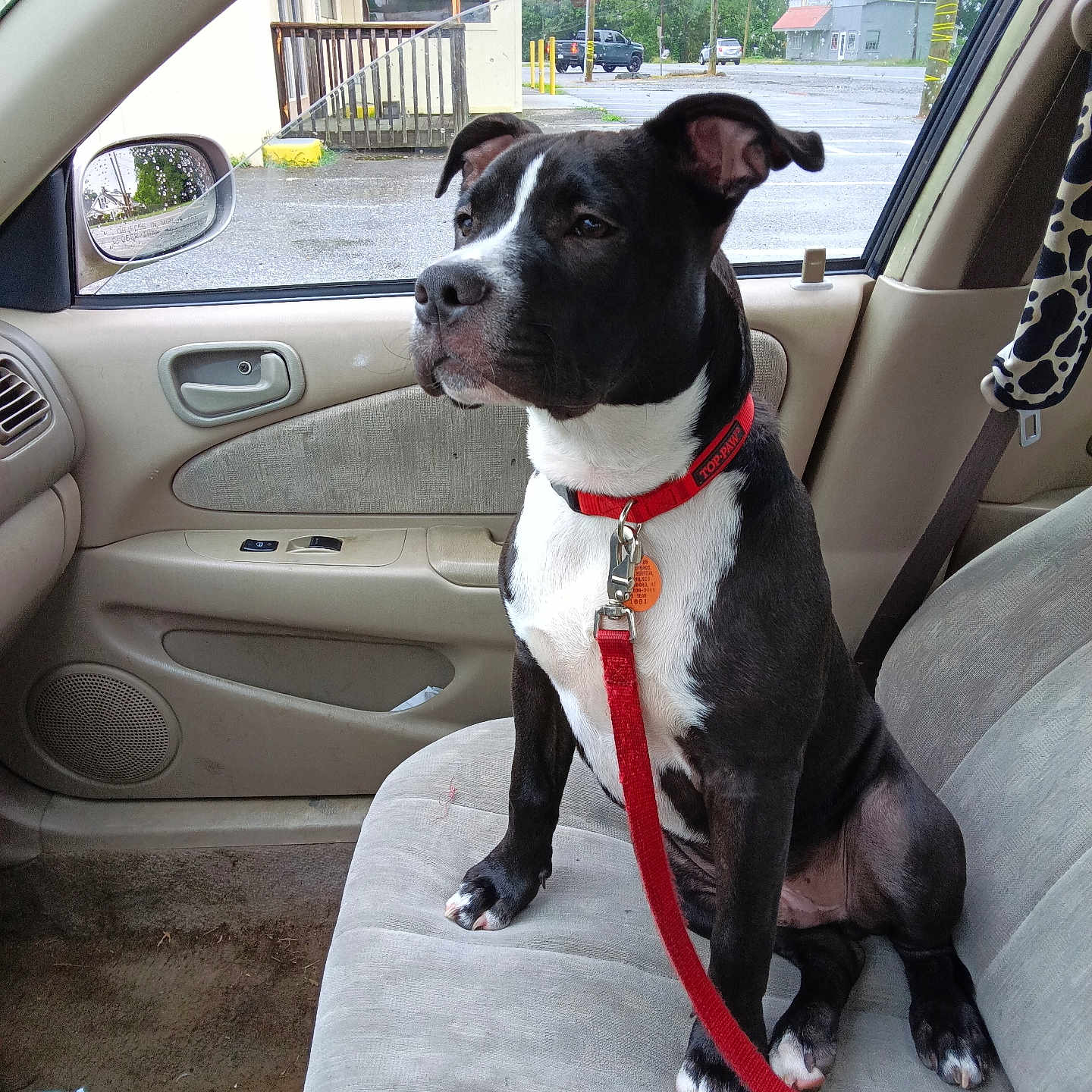 Toby Mac is registered to the contest to win money with this photo: dog, black_and_white, red_collar, red_leash, car_interior, passenger_seat, beige_seat, window, parking_lot, rain, side_mirror, buildings, seatbelt, bottle, plastic_bag, floor, leash_clip, dog_sitting, pet, car_door