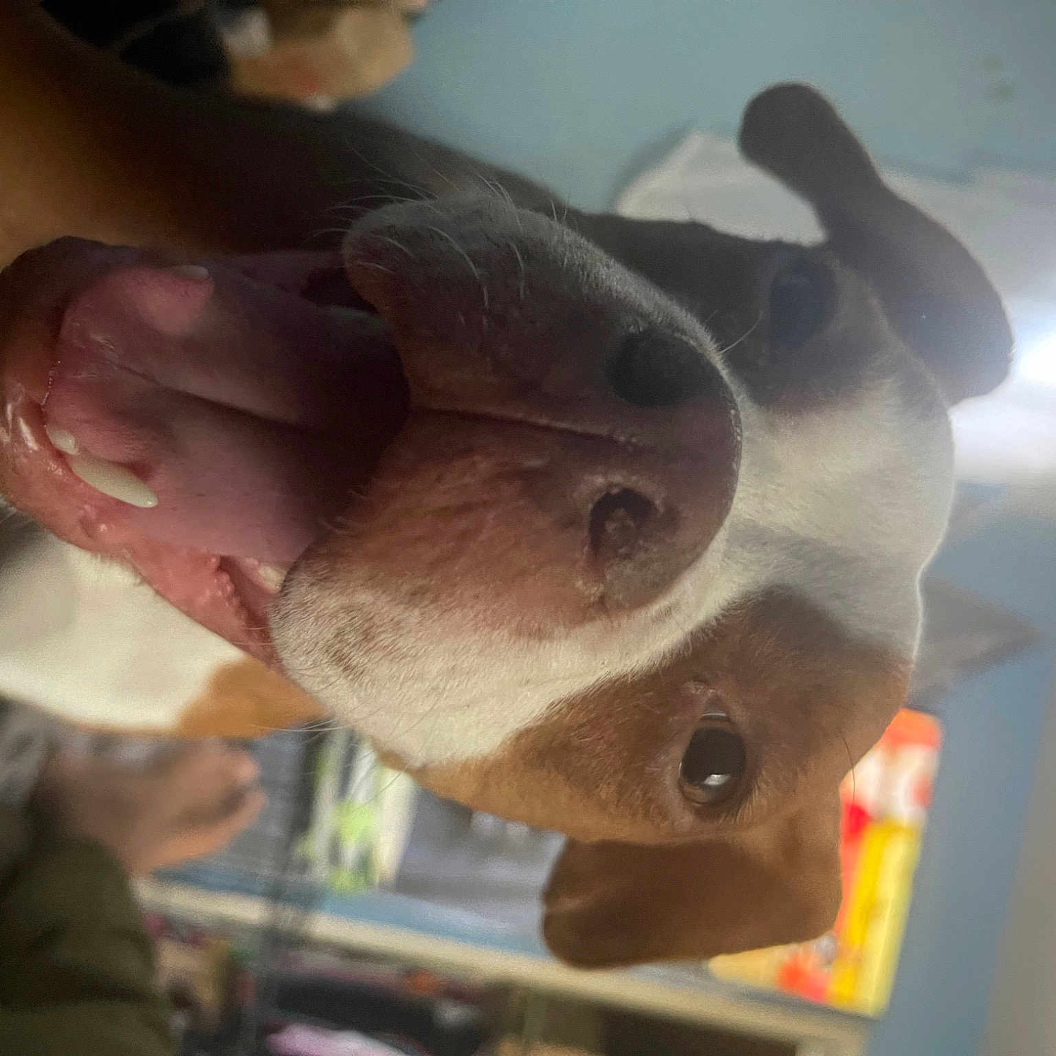 Alice joined the competition — help win amazing prizes! animation, canidae, dog_breed, ear, fawn, fun, fur, gesture, helmet, jaw, personal_protective_equipment, plush, recreation, selfie, snout, stuffed_toy, toy, visual_arts, working_animal