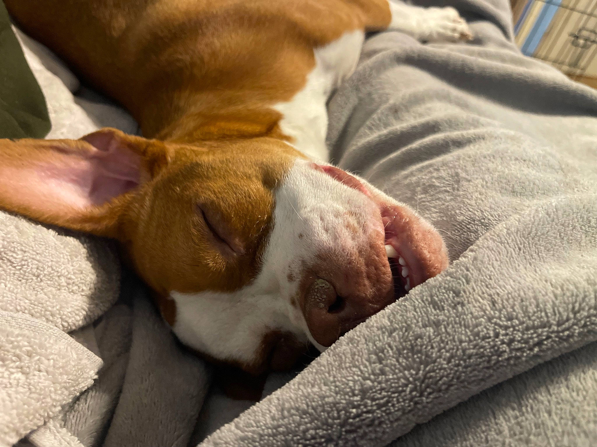 Alice joined the competition — help win amazing prizes! bored, canidae, carnivore, comfort, companion_dog, dog, dog_breed, ear, fawn, linens, non_sporting_group, snout, sporting_group, terrestrial_animal, whiskers, working_animal