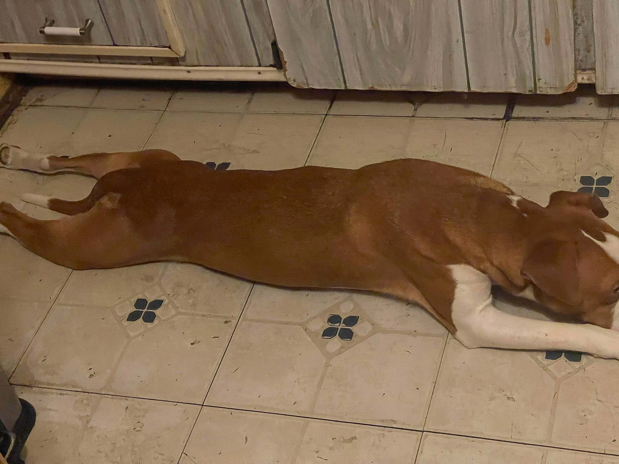 Alice joined the competition — help win amazing prizes! canidae, carnivore, dog, dog_breed, fawn, flooring, hardwood, liver, non_sporting_group, snout, sporting_group, street_dog, tail, terrestrial_animal, tile, wood, working_animal