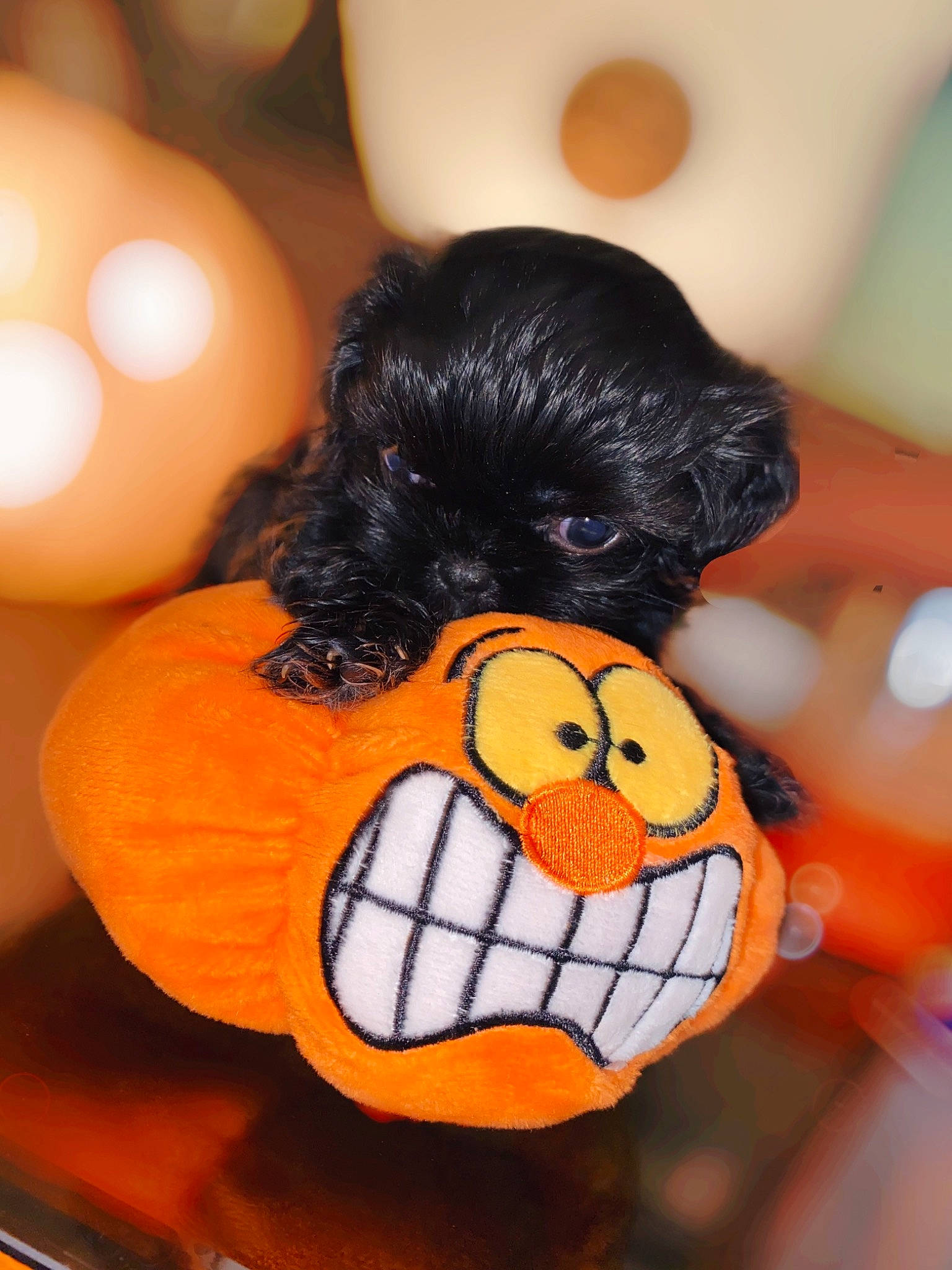 Zeus is registered to the contest to win money with this photo: affenpinscher, canidae, carnivore, companion_dog, dog, dog_breed, non_sporting_group, puppy, shih_tzu, toy_dog