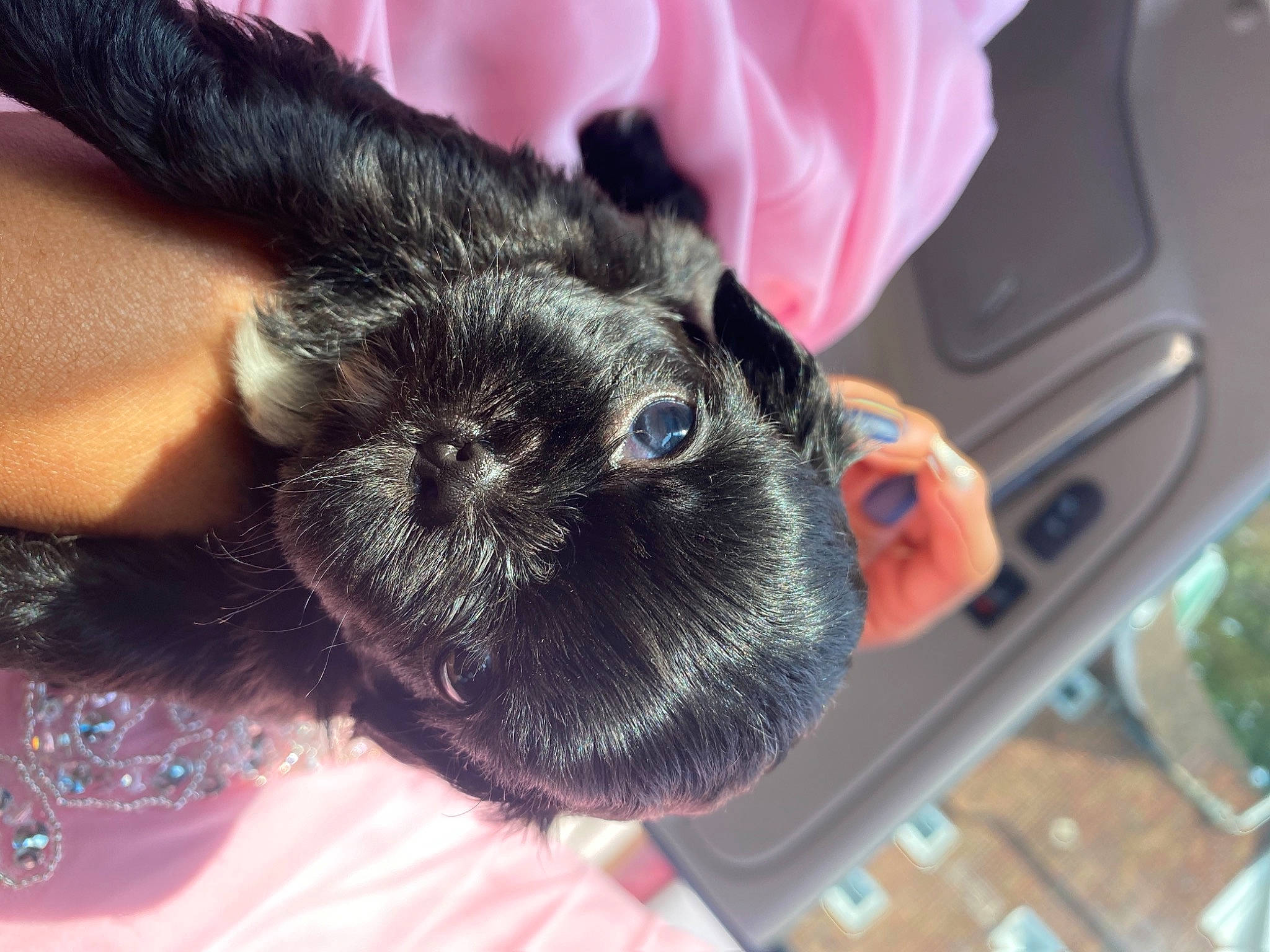 Zeus joined the competition — help win amazing prizes! black_hair, canidae, ear, fawn, snout, whiskers