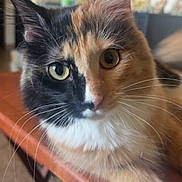 Miracle is registered to the contest to win money with this photo: animal, calico_cat, cat, close_up, curious, cute, domestic_animal, eyes, face, feline, focus, fur, household, indoor, indoor_lighting, paws, pet, table, whiskers, wooden_table