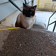Feetee is registered to the contest to win money with this photo: accessories, animal, architecture, blackcat, building, cat, gravel, handrail, house, housing, kitten, manx, pet, road, siamese, soil, staircase, strap