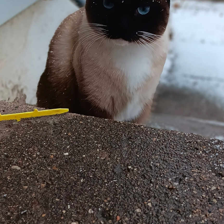 Feetee joined the competition — help win amazing prizes! abyssinian, animal, blackcat, cat, kitten, manx, pet, siamese