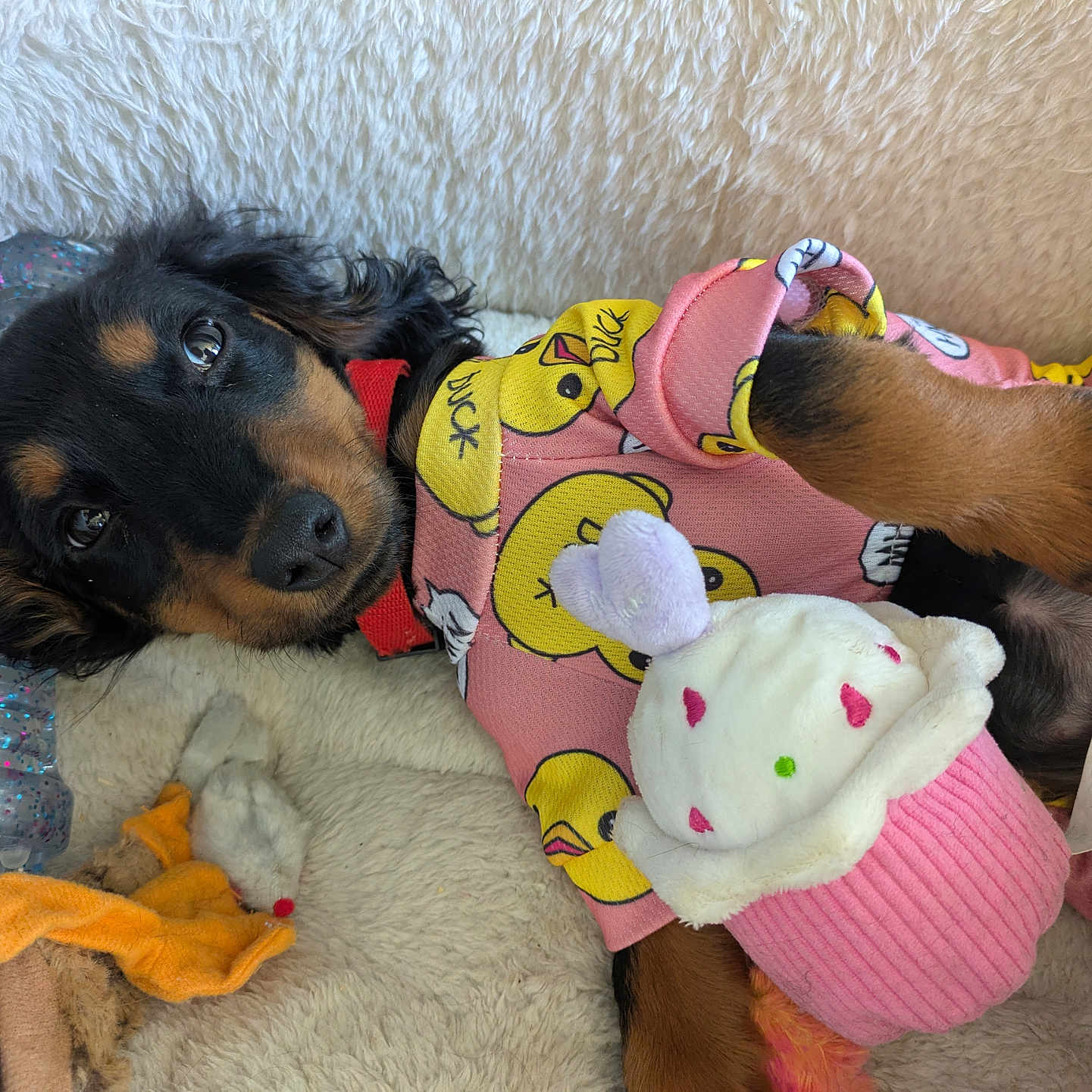 Luna is registered to the contest to win money with this photo: animal, blanket, bonnet, canine, cap, clothing, cockerspaniel, couch, cushion, dog, furniture, glove, hat, homedecor, hound, linen, pet, plush, puppy, toy