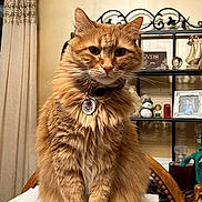 Henry is registered to the contest to win money with this photo: cat, orange_cat, fluffy, sitting, indoor, cardboard_box, collar, tag, curtain, shelf, decor, figurines, wooden_chair, furniture, pet, animal, whiskers, fur, portrait, domestic_cat